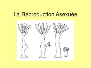 La Reproduction Asexuée