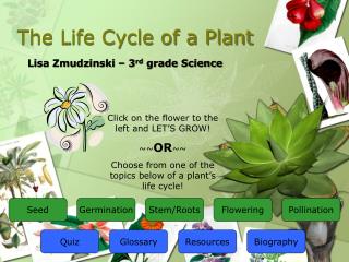 The Life Cycle of a Plant