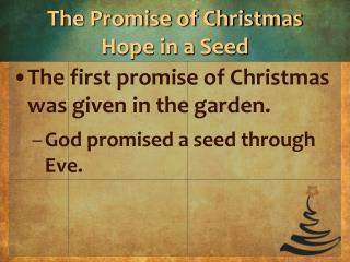 The Promise of Christmas Hope in a Seed