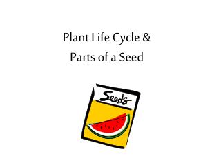 Plant Life Cycle &amp; Parts of a Seed