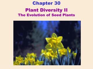 Plant Diversity II The Evolution of Seed Plants