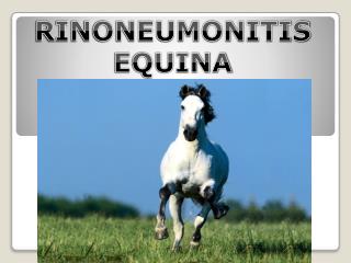 RINONEUMONITIS EQUINA (RNE)