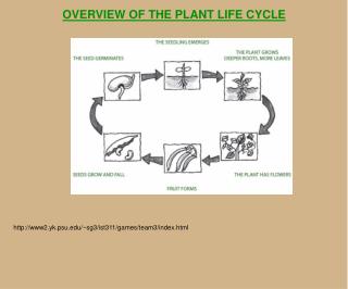 OVERVIEW OF THE PLANT LIFE CYCLE