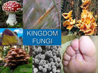 KINGDOM FUNGI