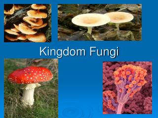 Kingdom Fungi