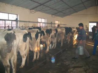 奶牛饲养导论 Introduction to Dairy Feeding