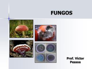 FUNGOS