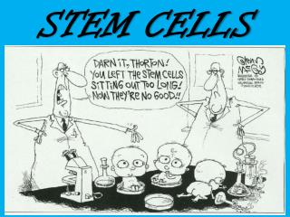 STEM CELLS