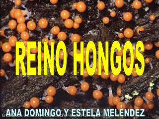 REINO HONGOS