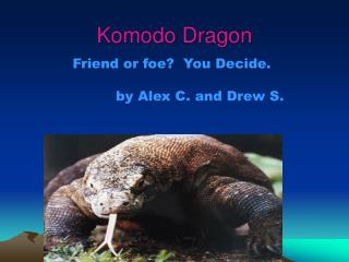 Komodo Dragon