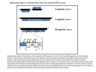 Supplementary figure 1. A schematic figure of the three-segmented RVFV genome