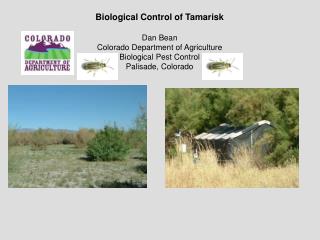Biological Control of Tamarisk Dan Bean Colorado Department of Agriculture Biological Pest Control