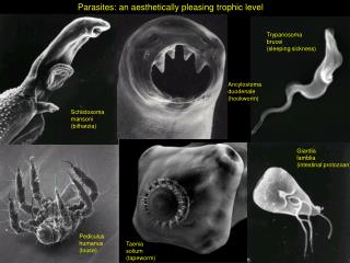 Parasites: an aesthetically pleasing trophic level