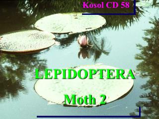 LEPIDOPTERA Moth 2