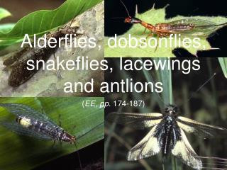 Alderflies, dobsonflies, snakeflies, lacewings and antlions