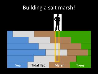 Building a salt marsh!