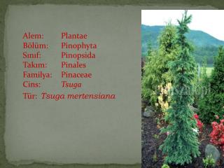 Alem:	Plantae Bölüm:	Pinophyta Sınıf:	Pinopsida Takım:	Pinales Familya:	Pinaceae Cins:	 Tsuga
