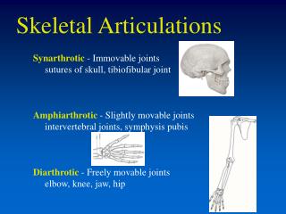 Skeletal Articulations