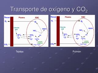 Transporte de oxígeno y CO 2