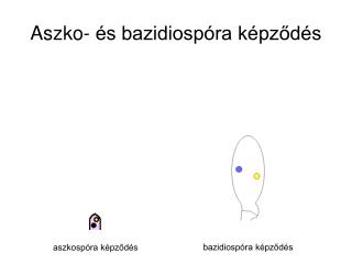 Aszko- és bazidiospóra képződés