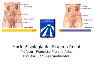 Morfo-Fisiologia del Sistema Renal. Profesor: Francisco Moreno Arias.