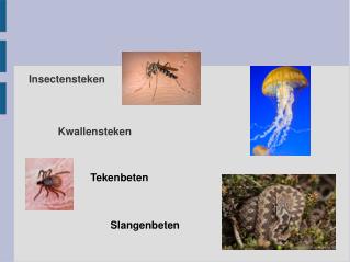 Insectensteken