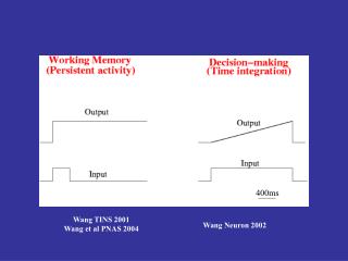 Wang TINS 2001 Wang et al PNAS 2004