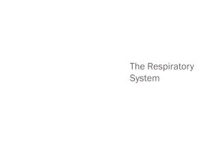 The Respiratory System