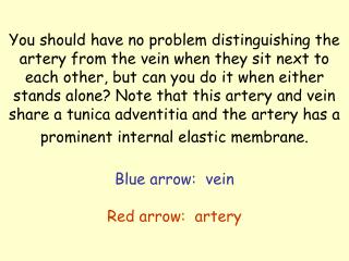 artery and vein quiz answer