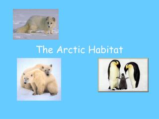 The Arctic Habitat