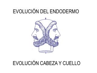 EVOLUCIÓN DEL ENDODERMO