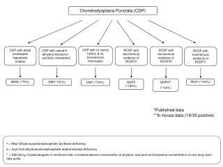Chondrodysplasia Punctata (CDP)