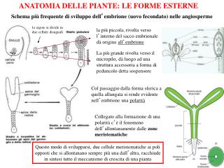 ANATOMIA DELLE PIANTE: LE FORME ESTERNE