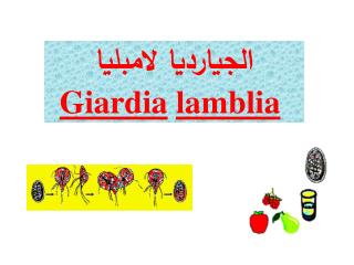 الجيارديا لامبليا Giardia lamblia