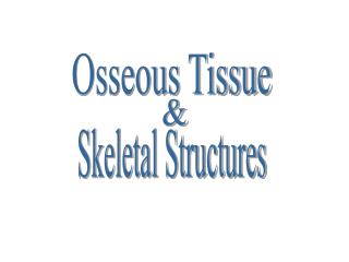 Osseous Tissue