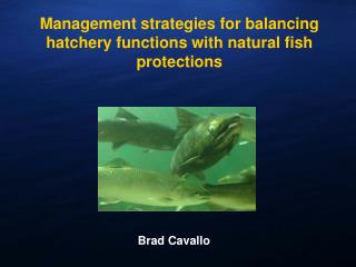 Management strategies for balancing hatchery functions with natural fish protections