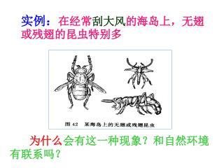 实例： 在经常 刮大风 的海岛上，无翅或残翅的昆虫特别多