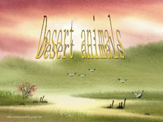 Desert animals