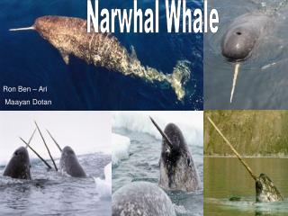 Narwhal Whale