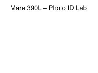 Mare 390L – Photo ID Lab