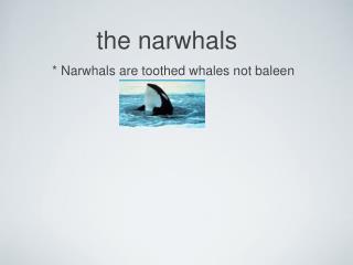 the narwhals