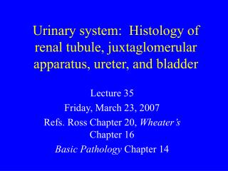 Urinary system: Histology of renal tubule, juxtaglomerular apparatus, ureter, and bladder