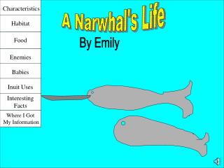A Narwhal's Life