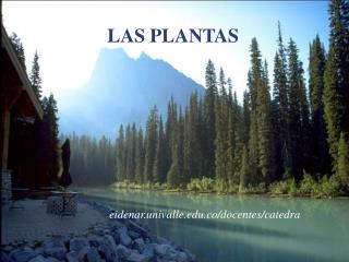 LAS PLANTAS