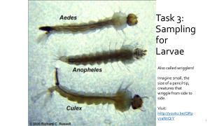 Task 3: Sampling for Larvae