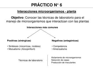 Interacciones microorganismos - planta