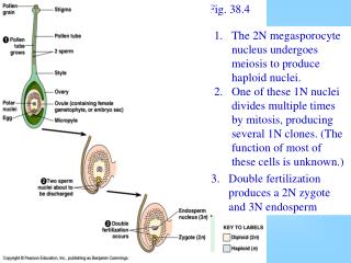 The 2N megasporocyte nucleus undergoes meiosis to produce haploid nuclei.