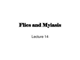 Flies and Myiasis