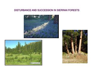 DISTURBANCE AND SUCCESSION IN SIERRAN FORESTS