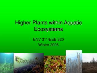 Higher Plants within Aquatic Ecosystems